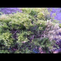 Juniperus chinensis cv Mint Julep (fam Cupressacees) (USA) (2)